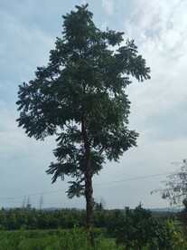 椿树