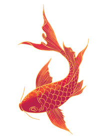 鲤鱼