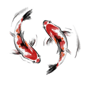 鲤鱼