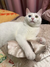 白猫
