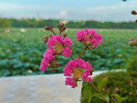 紫薇花