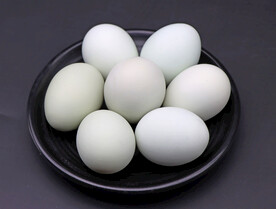 绿壳鸡蛋