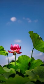 荷花摄影图