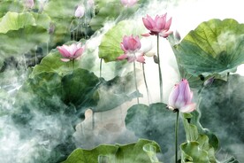 荷花摄影图