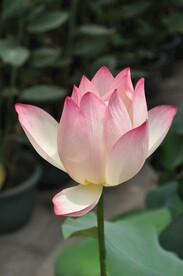 荷花摄影图