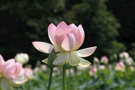 荷花摄影图