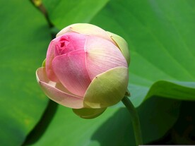 荷花摄影图