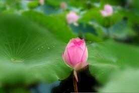 荷花摄影图