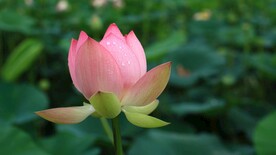 荷花摄影图