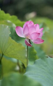 荷花摄影图