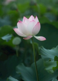 荷花摄影图