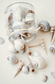 海螺贝壳