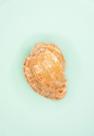 大贝壳
