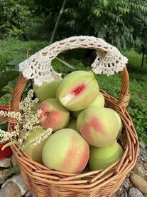 鹰嘴蜜桃
