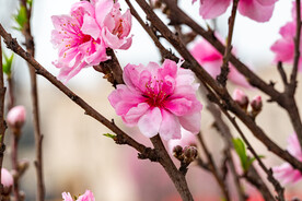 桃花