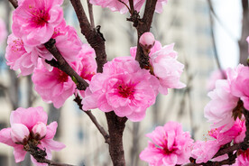 桃花