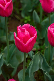 郁金香花