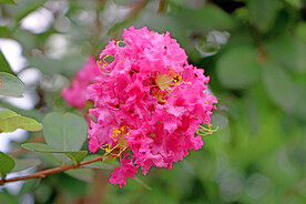 紫薇花