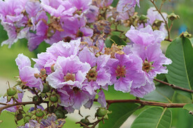 大叶紫薇花
