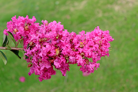 紫薇花