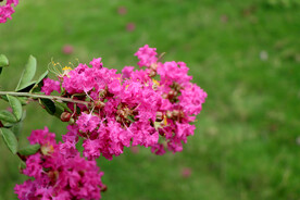 紫薇花
