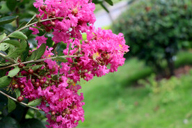 紫薇花