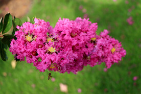 紫薇花