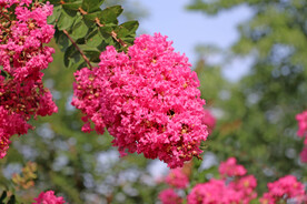 紫薇花