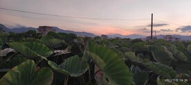 黄昏晚霞芋头地