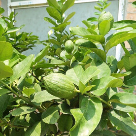 热带牛油果