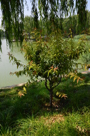 公园风景  