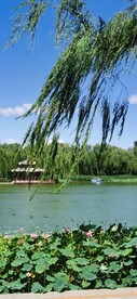 公园风景 