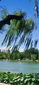 公园风景