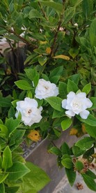 栀子花