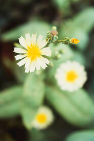 小菊花