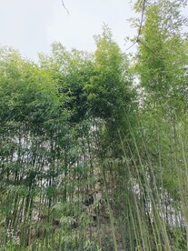 无锡蠡园