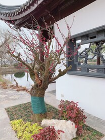 无锡蠡园