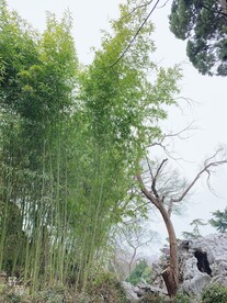 无锡蠡园