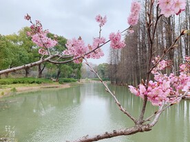 无锡鼋头渚