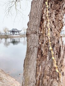 无锡蠡园