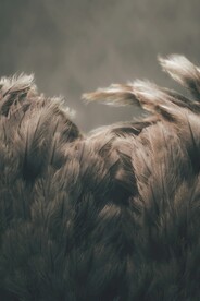 芦苇荡