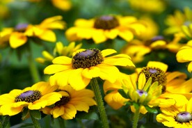 黄色菊花