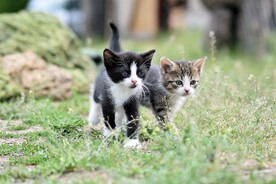 小猫咪
