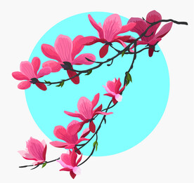 玉兰花
