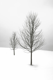 雪原