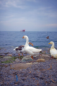 海边