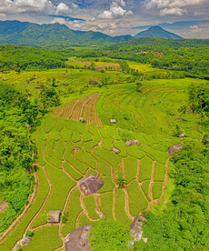 原野