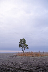 旷野小树