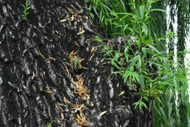  陶然亭风景