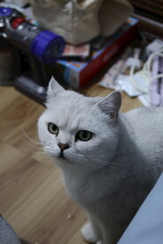 小猫
